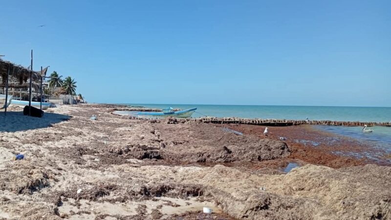 Llaman a reforzar acciones ante intenso recale de sargazo en Chelem.