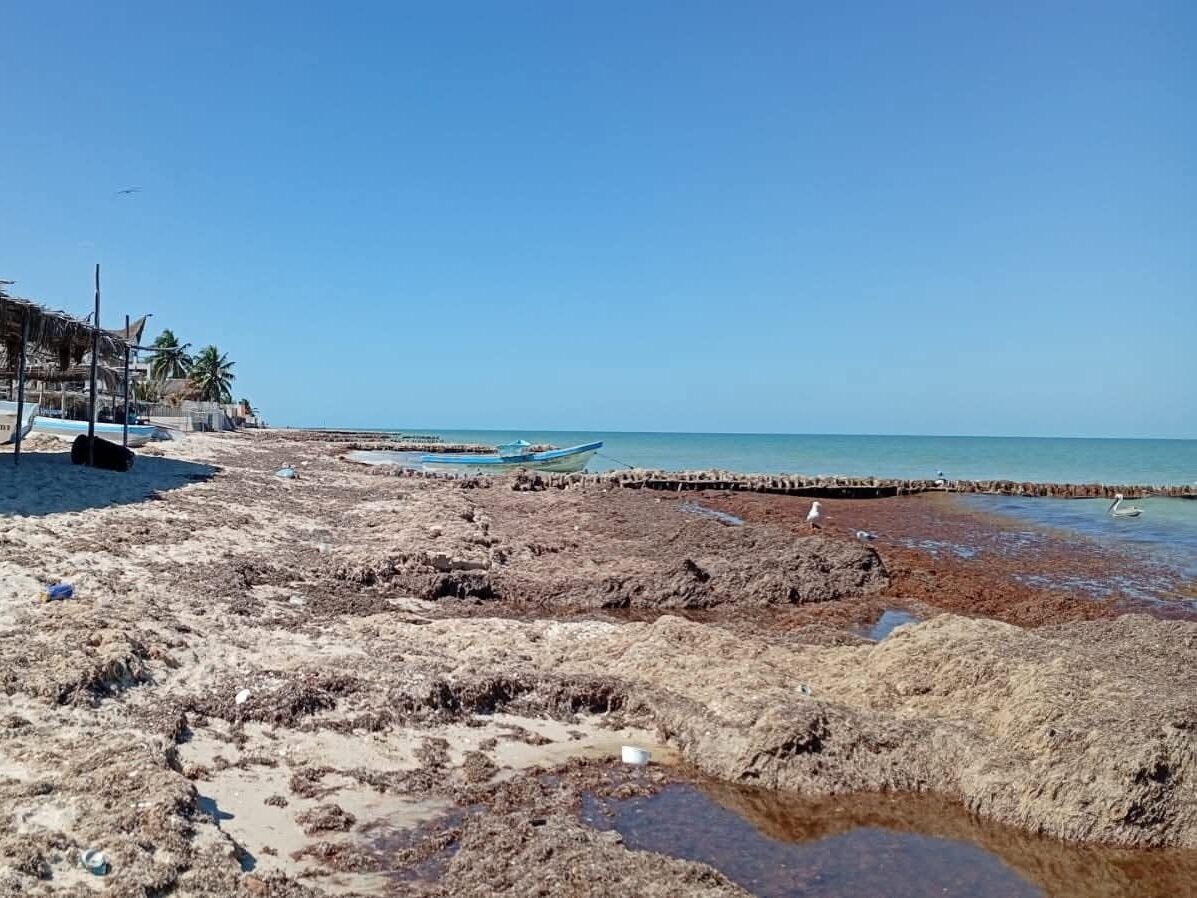 Llaman a reforzar acciones ante intenso recale de sargazo en Chelem.