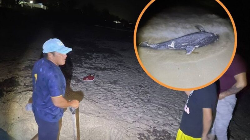 Delfín es encontrado sin vida en Chelem.