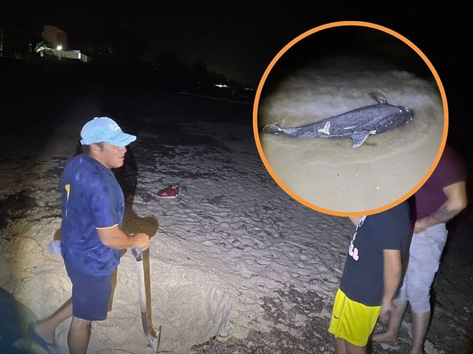 Delfín es encontrado sin vida en Chelem.