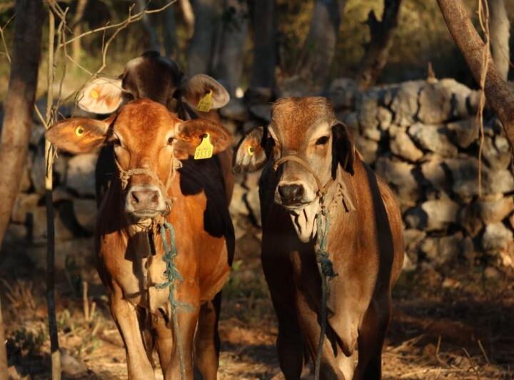 Exhortan a reforzar la revisión de animales ante casos de gusano barrenador