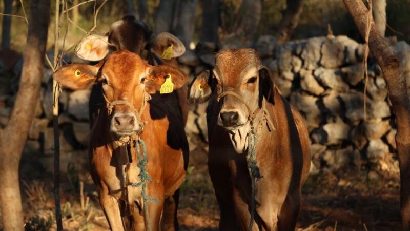 Exhortan a reforzar la revisión de animales ante casos de gusano barrenador
