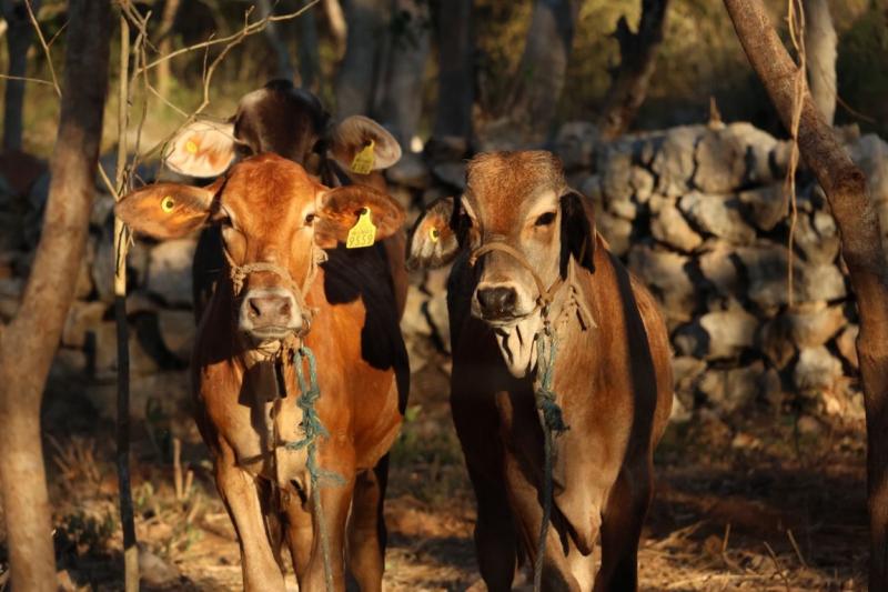 Exhortan a reforzar la revisión de animales ante casos de gusano barrenador